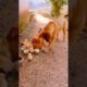 Dog is playing with Chooja / funny animals videos / #shorts #short #viral #reels #instagram #2022
