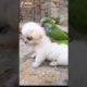 Dogs On TikTok | Dogs Doing Funny Things | Cutest Puppies TIKTOK Compilation 2022 | #tiktok #dogs