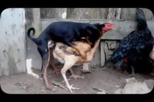 Dogs mating with other animals- Cat, Pig, Duck, Monkey & Goat | Animalsworld