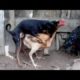 Dogs mating with other animals- Cat, Pig, Duck, Monkey & Goat | Animalsworld