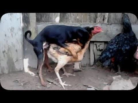 Dogs mating with other animals- Cat, Pig, Duck, Monkey & Goat | Animalsworld