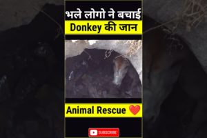 Donkey Rescue | Animal rescue | Jd facts | Animals | Animal aid unlimited | humanity | #shorts