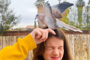 Dove Comes To Visit The Family That Rescued Her Every Day | The Dodo Wild Hearts
