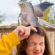 Dove Comes To Visit The Family That Rescued Her Every Day | The Dodo Wild Hearts