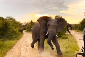 ELEPHANT CHARGES AT SAFARI - Near Death Captured On Camera Compilation #4