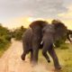 ELEPHANT CHARGES AT SAFARI - Near Death Captured On Camera Compilation #4