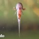 El increíble ciclo de vida de una salamandra | El Dodo
