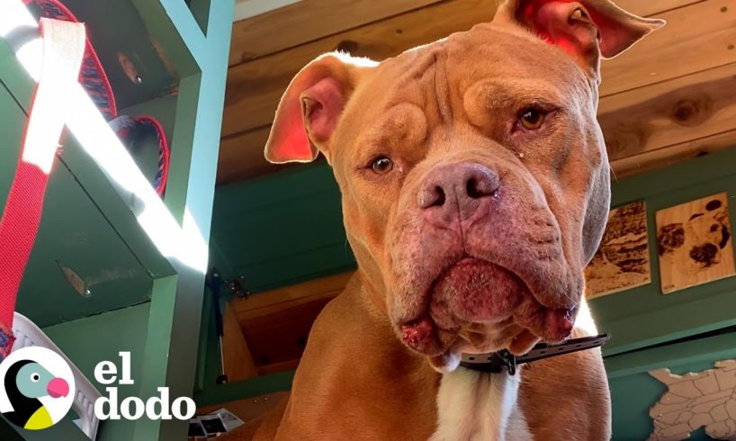 El lugar favorito de este perro es un gran autobús escolar verde | Puro Pitbull | El Dodo