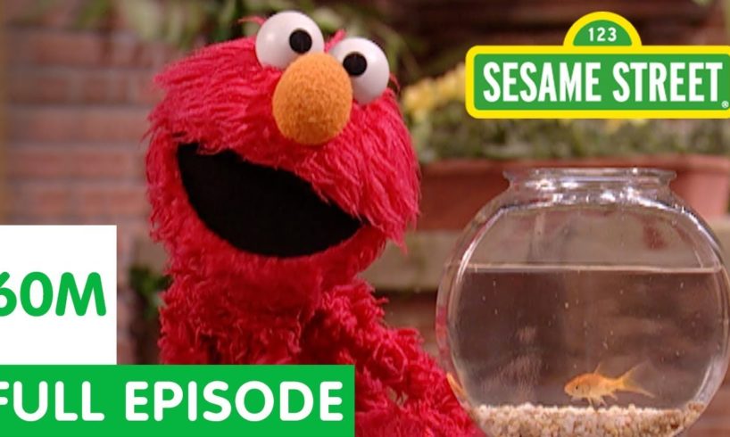 Elmo and Friends Find the Best Pet | Sesame Street Full Episode