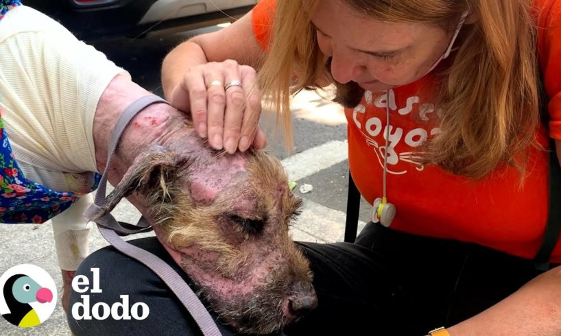 Este perro abatido no podía ni levantar su cabeza | Fe Restaurada | El Dodo