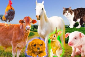 Farm animals - Chicken, cow, cat, dog, horse, sheep, goat - animal food