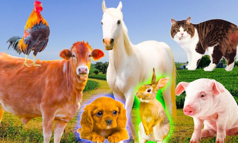 Farm animals - Chicken, cow, cat, dog, horse, sheep, goat - animal food