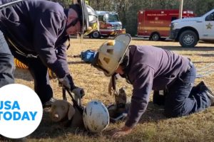 Firefighters save dog trapped in a deep hole in Florida | USA TODAY