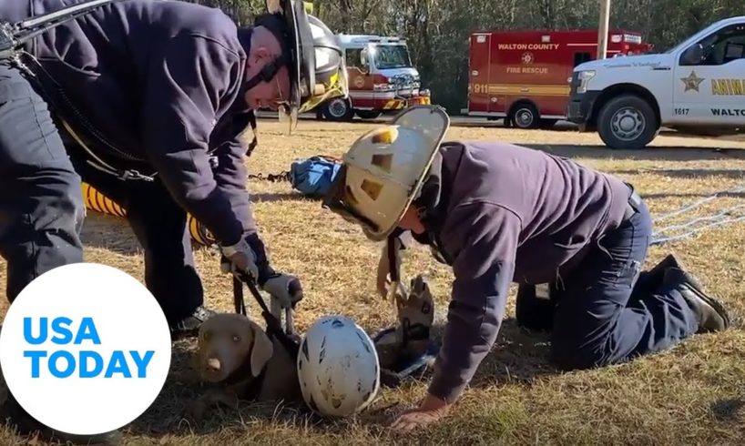 Firefighters save dog trapped in a deep hole in Florida | USA TODAY