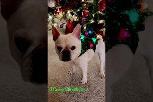 Frenchies Compilation 🤣 Ultimate Cutest PUPPIES Frenchie Dogs🐶 #Frenchie #Shorts #FunnyDogs