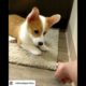 Funniest Cutest Puppies compilation 😍😂#shorts#puppies#dogs#funnyvideos#cute#cats#animals