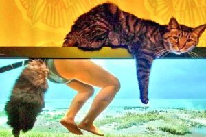 Funniest Dogs And Cats - Best Of The 2021 Funny Animal Videos #9