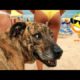 Funniest Dogs And Cats Ever 🐧 - Best Funny Animal Videos Of The 2022 - Funny animals #3