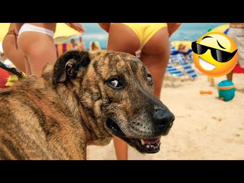 Funniest Dogs And Cats Ever 🐧 - Best Funny Animal Videos Of The 2022 - Funny animals #3
