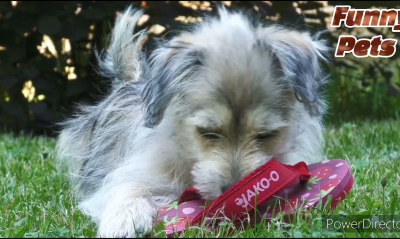 Funniest & Cutest Puppies