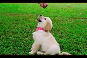 Funniest & Cutest  Puppies || Funny Puppy Videos 2022 || Funny & Smart Dogs || BD Journalist24