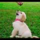 Funniest & Cutest  Puppies || Funny Puppy Videos 2022 || Funny & Smart Dogs || BD Journalist24