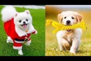 Funniest & cutest puppies #3-Funny puppy videos 2022 #dog #funny #puppy