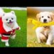 Funniest & cutest puppies #3-Funny puppy videos 2022 #dog #funny #puppy