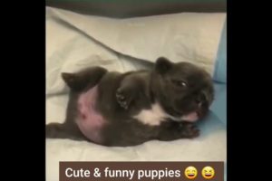 Funniest & cutest puppies 😆 💕 | baby dogs 🐕 💕