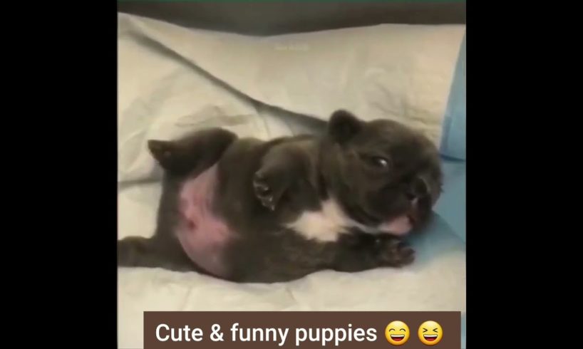 Funniest & cutest puppies 😆 💕 | baby dogs 🐕 💕