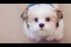 Funniest and cutest puppies / funny puppy videos 2022.