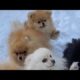 Funniest dog videos- cutest Puppies climbing fence #shorts #funny #youtubeshort