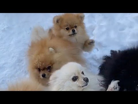 Funniest dog videos- cutest Puppies climbing fence #shorts #funny #youtubeshort