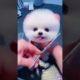 Funny Dogs of TikTok Compilation 🐕 Cutest Puppies 😝💕