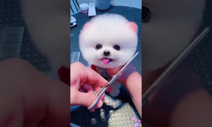 Funny Dogs of TikTok Compilation 🐕 Cutest Puppies 😝💕