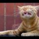 Funny Sneezing Animals HD