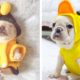 Funny and Cute French Bulldog Puppies Compilation - Cutest French Bulldog #48