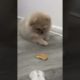 Funny and Cute Pomeranian  #cutest puppies #16  #Cute_Babe #Cute #cutest #cat/dog #shorts