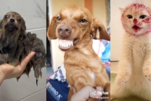 Funny/Cute Animal TikToks that Brighten Up Your Day ❤️️🥰