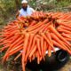 Gajar Ka Halwa Recipe || Tasty Carrot Halwa Recipe || Big Carrot Halwa || Nawab's Kitchen