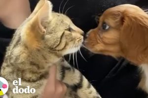 Gato adopta a su nuevo hermanito canino y lo llena de amor | El Dodo