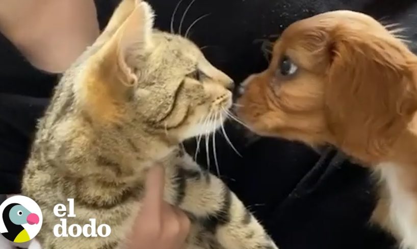 Gato adopta a su nuevo hermanito canino y lo llena de amor | El Dodo