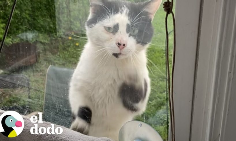 Gato callejero patea la ventana todos los días hasta que la señora lo adopta | El Dodo