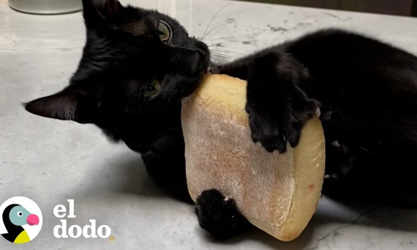 Gato está obsesionado con el pan de esta tienda | El Dodo