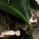 Gatos hermanos les encanta atormentar a su papá | Cat Crazy | El Dodo