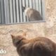 Gatos vecinos se enamoran a través de sus ventanas | Cat Crazy | El Dodo