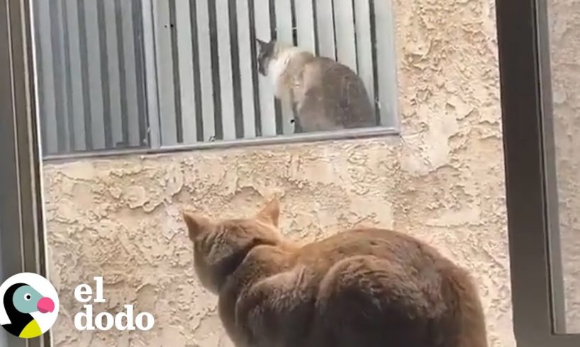 Gatos vecinos se enamoran a través de sus ventanas | Cat Crazy | El Dodo