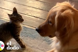 Golden retriever y gatito compiten por los besos de papá | Parejas Disparejas | El Dodo