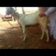 Gots and Dog meeting||Cute baby playing a goats|Animal village video#grow #animal