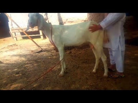 Gots and Dog meeting||Cute baby playing a goats|Animal village video#grow #animal
